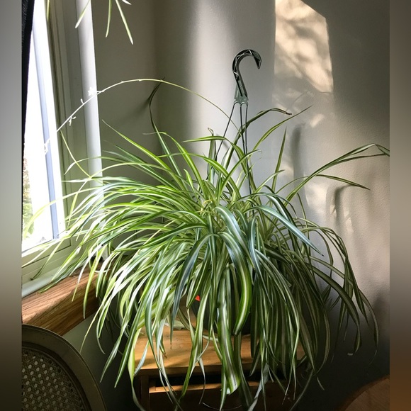 Meet your Posher, Jessica - Picture 2 of 2